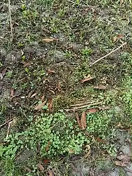 Snapshot of Shivanisingh4 chatting on 03-30-26, 02:01 Shivanisingh4 online show from 03-30-26, 02:01