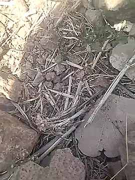 Cute Boy 4 online show from 02-18-26, 07:37