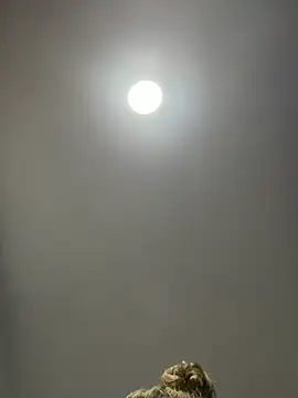 Angelicalove07 online show from 03-01-26, 04:03