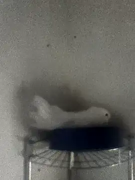 hydra0613 online show from 02-22-26, 10:41