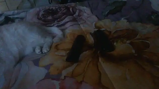 Snapshot of luanahot1 chatting on 03-31-26, 07:42 luanahot1 online show from 03-31-26, 07:42