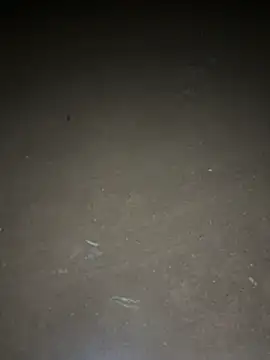 Snapshot of yingzi003 chatting on 04-16-26, 12:39 yingzi003 online show from 04-16-26, 12:39