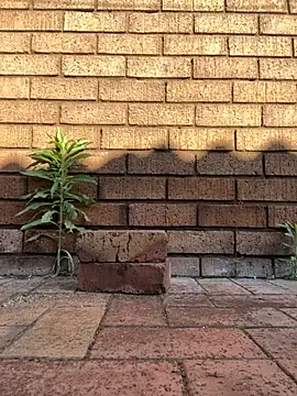 Snapshot of ZeusBlackDick chatting on 11-01-25, 04:58 ZeusBlackDick online show from 11-01-25, 04:58