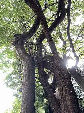 Snapshot of Night_dreams chatting on 09-20-25, 07:53 Night dreams online show from 09-20-25, 07:53