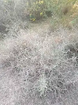 Snapshot of rameshmry1 chatting on 03-06-26, 12:12 rameshmry1 online show from 03-06-26, 12:12