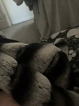 Snapshot of Furdale chatting on 01-09-25, 11:14 Furdale online show from 01-09-25, 11:14