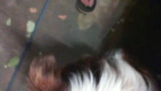 herbie010666 online show from 01-11-25, 01:43