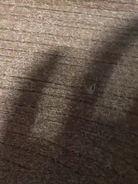 gokhanbey34 online show from 12-21-25, 12:40