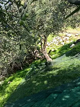 VictoriaMiami online show from 11-15-25, 08:44