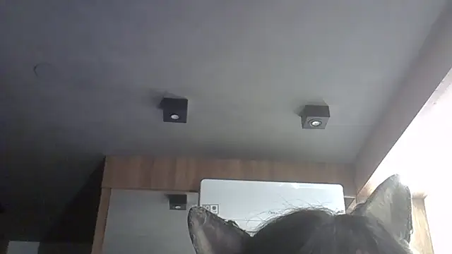 Skinny-Kitten online show from 02-11-26, 12:04